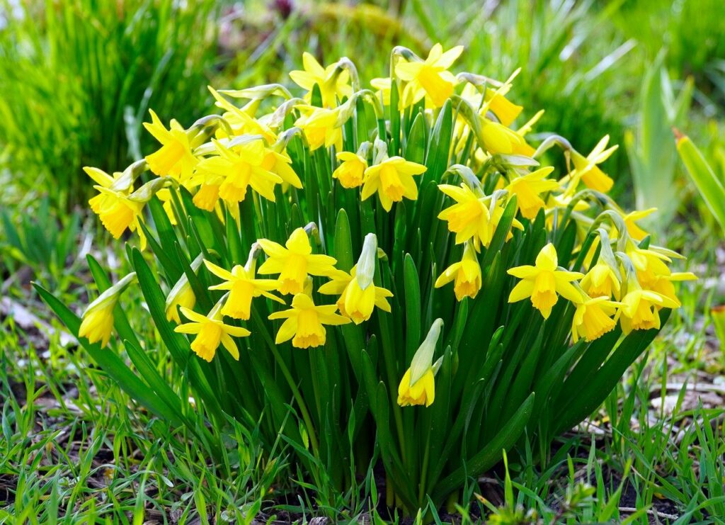 daffodils, blossom, bloom
