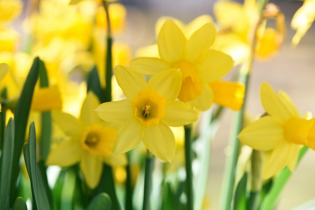 daffodils, flowers, yellow